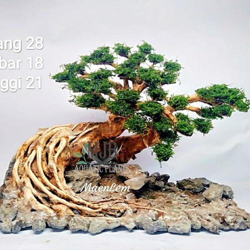 Jual bonsai aquascape HR01 Kota Depok Mjb Aquatic plants Tokopedia