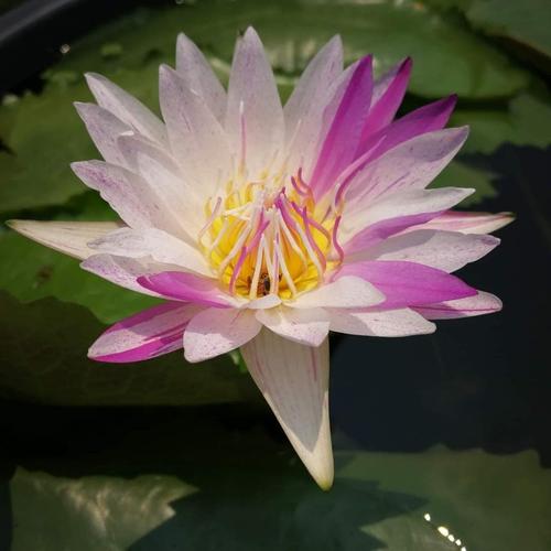 Jual Teratai Pink Diamond Kota Medan Blessshopingg Tokopedia