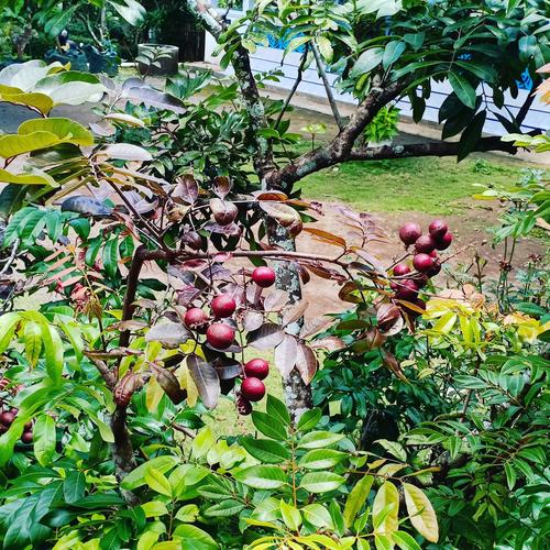 Foto Produk Tabulampot Ruby Longan dari Bamsbreeder Exopets