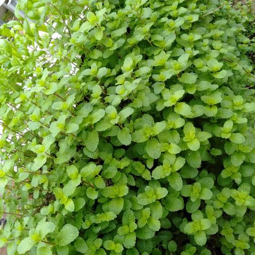 Jual Daun Mint Segar 50 Gr Fresh Packing Kota Bogor Rasaki