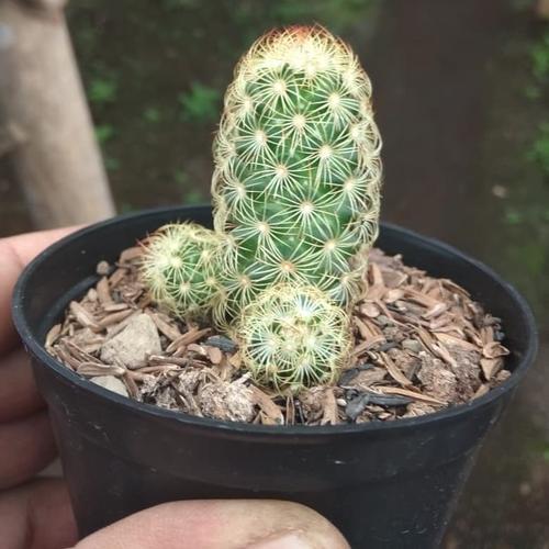 Foto Produk kaktus elongata dari kaktus ikkaa