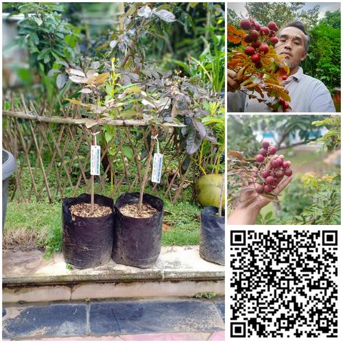 Foto Produk Bibit Kelengkeng Merah Sudah Berbunga dari Bamsbreeder Exopets