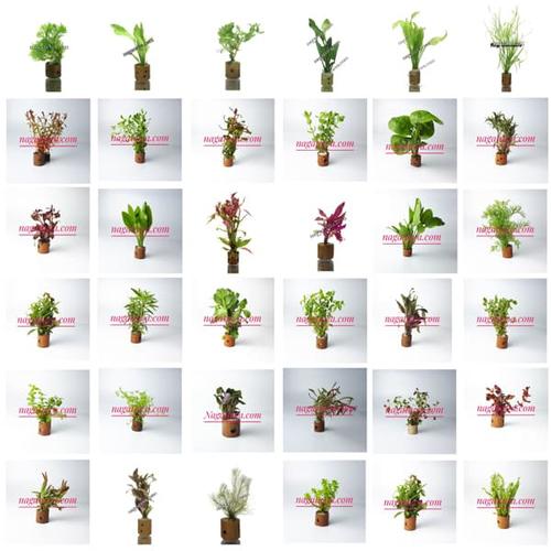 Foto Produk Paket 10 Pot Tanaman Aquascape Mix 1 dari Nagatawa Ornamental Fish