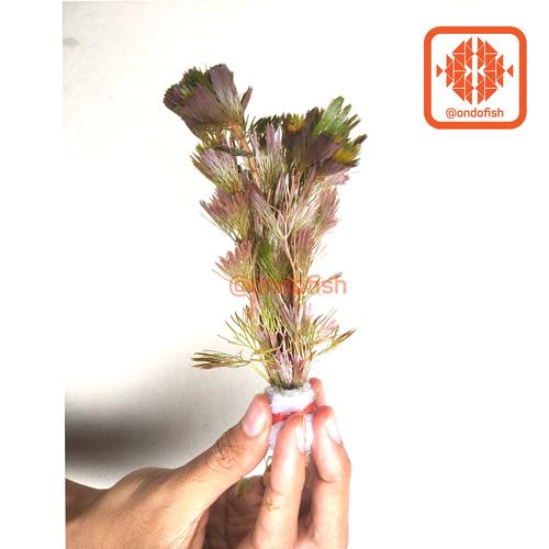 Foto Produk Cabomba Merah (Tanaman Hias / Aquascape) dari ONDOFISH