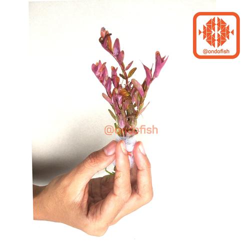 Foto Produk Rotala Indica (Tanaman Hias/ Aquascape) dari ONDOFISH