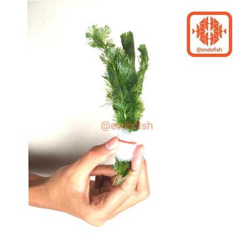 Foto Produk ( Tanaman Aquascape ) Cabomba Caroliniana dari ONDOFISH