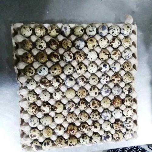 Harga Telur Burung Puyuh Jual Telur Puyuh Curah Segar Isi 90 Butir - Jakarta Barat - JS TOKO ONLINE | Tokopedia