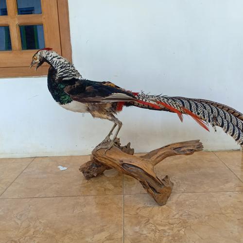 Foto Produk Hiasan Lady Pheasant dari Bamsbreeder Exopets