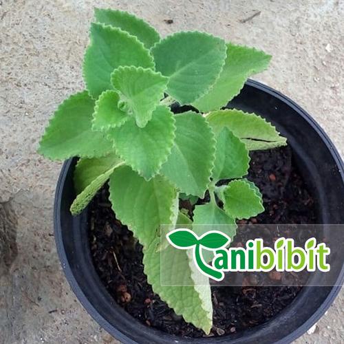 Jual Bibit Pohon Jintan Putih - Tanaman Daun Bangun-Bangun - Herbal