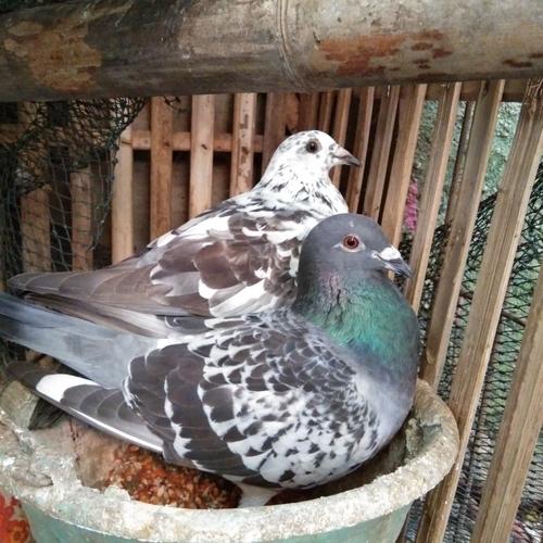 Jual merpati pos blorok - Kota Depok - djolali cemani | Tokopedia