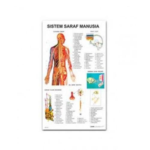 Jual Carta Sistem Saraf Manusia - Kota Bandung - Bima Cellular | Tokopedia