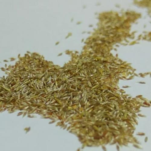 Foto Produk Mini Hairgrass Seed Tanaman Air Aquascape dari ONDOFISH