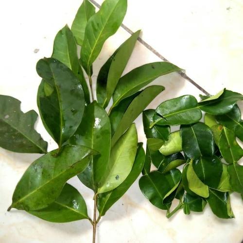 Foto Produk Daun salam segar dari HERBAL JAKSEL