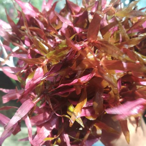 Foto Produk Tanaman aquascape paket rotala Dutch style dari ONDOFISH