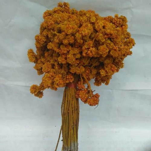 Foto Produk Bunga edelwais kuning - Kuning dari Kusuma Dewi Craft