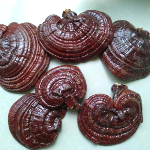 Foto Produk Jamur Lingzhi / Ling zhi , Asli dan Murni , Kemasan 500gr dari Herbal Alami Natural