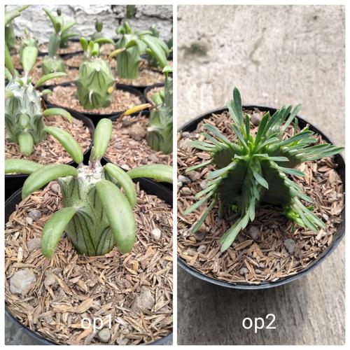 Foto Produk kaktus eporbia pulpinata dari cactussucculent