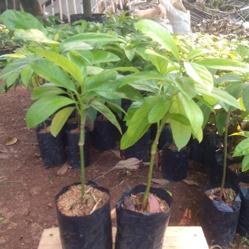 Foto Produk Bibit Alpukat Mentega Miki dari Java Manggo