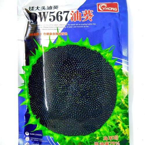 Foto Produk Biji Benih Bibit Sunflower F1 varietas DW567 kwaci bunga matahari dari Biji Benih