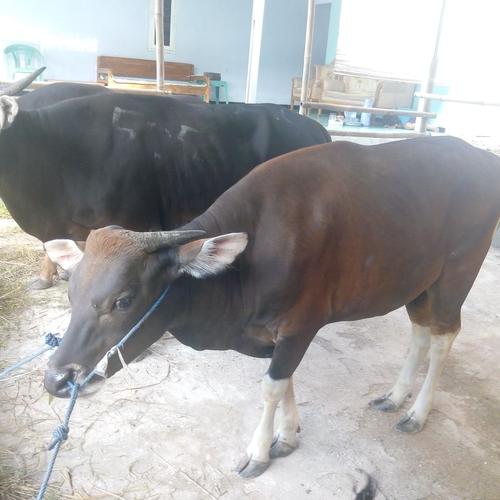 Jual Sapi Bali 235 kg-an / sapi qurban - Kota Depok - SanTri Bahagia ...