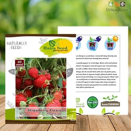 Foto Produk Benih-Bibit Strawberry Fresca (Haira Seed) dari Raka Here_shop