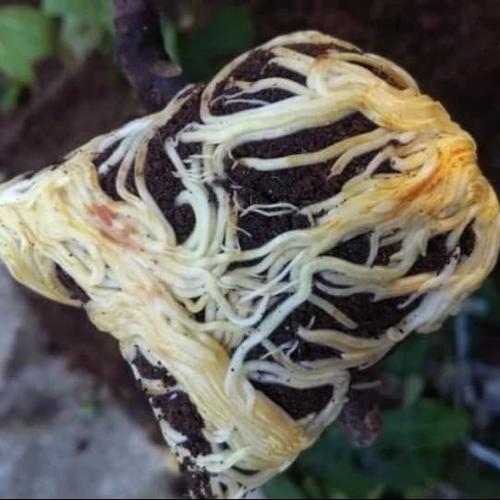 Foto Produk ROOT PRO RAJA PENUMBUH AKAR JOUSS dari lapakcakmojib