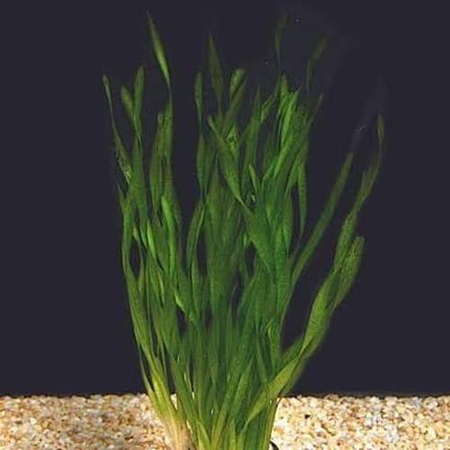 Foto Produk Vallisneria spiralis dari Rizky dheaquatic