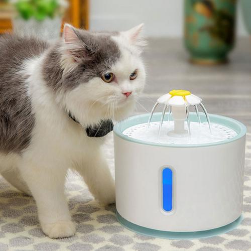 cat it water fountain