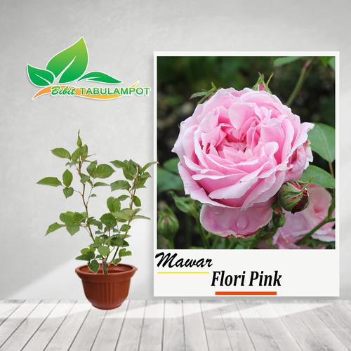 Jual Bibit Tanaman Hias Bunga Mawar Floribunda Pink Kota Batu Bibit Tabulampot Tokopedia