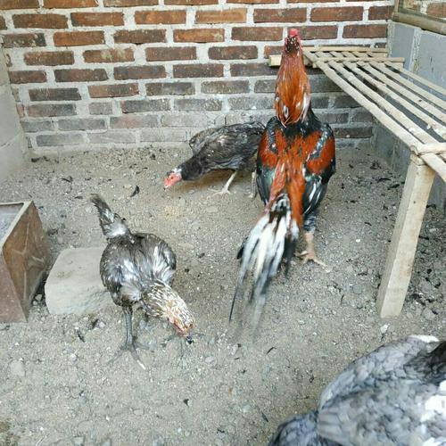 Jual telur tetas ayam bangkom ekor lidi pacek jawara - Kab. Temanggung - rina colektion | Tokopedia