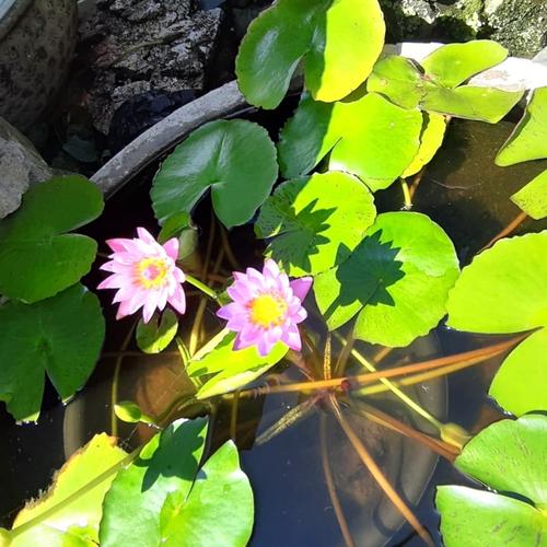 Jual Tanaman Hias Bunga Teratai Kab Bandung Barat Twins Farmers Tokopedia