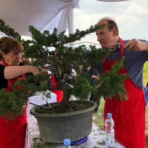 Foto Produk Alat Bonsai, Trimer Pemutar Bonsai dari Mboh Sopo
