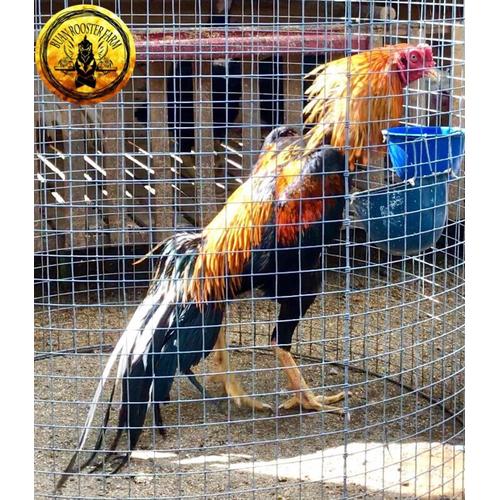Gambar PALING POPULER TELUR AYAM LHK EKOR LIDI BUKAN SHAMO GANOI PAMA TRAD dari rita anandita Jakarta Pusat Tokopedia