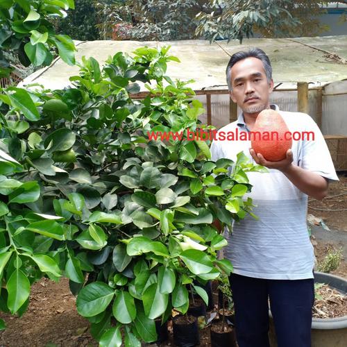 Foto Produk Tabulampot Red Pamelo Berbuah dari Bamsbreeder Exopets