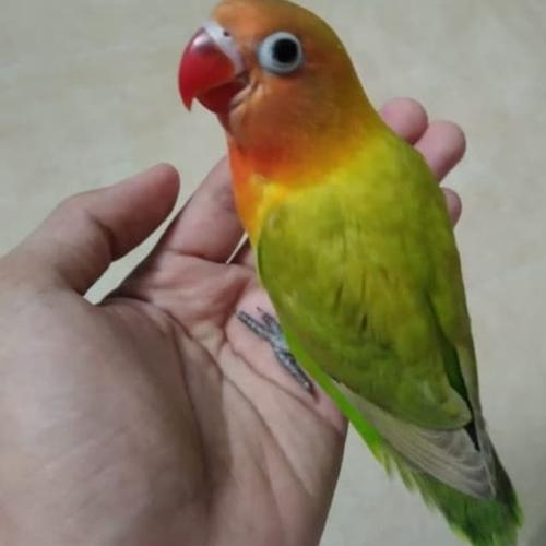 Gambar Burung Lovebird Jinak sudah bunyi keras Lagi Diskon dari Rahman Jual Hp Samsung undefined Tokopedia