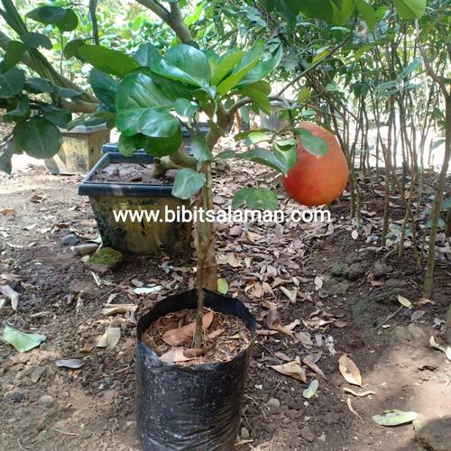 Foto Produk Bibit Jeruk Red Pamelo Asli dari Bamsbreeder Exopets