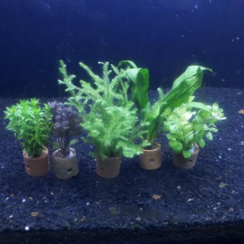 Foto Produk Paket 5 Pot Tanaman Aquascape Mix 1 dari Nagatawa Ornamental Fish