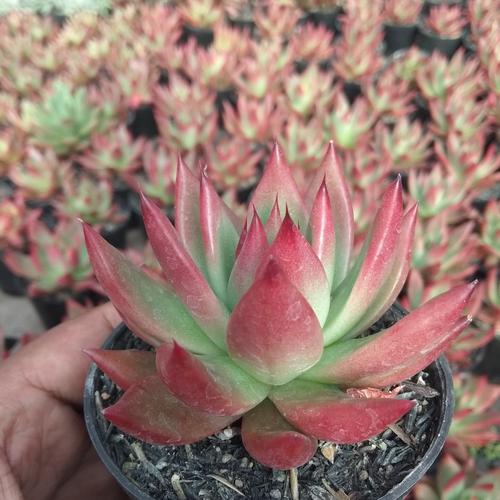 Foto Produk Tanaman kaktus sekulen agovoides merah dari kaktus ikkaa