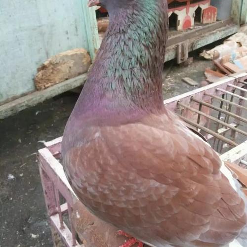 880+ Gambar Burung Merpati Gratis