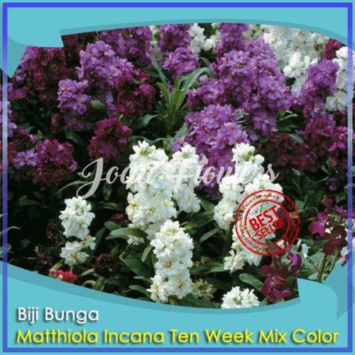 Jual Bibit Tanaman Bunga Matthiola Incana 10 Week Mix Color Benih Bibit ...