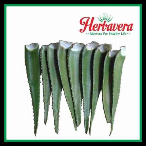 Foto Produk BARANG BAGUS PELEPAH/BATANG LIDAH BUAYA (ALOEVERA) BERKUALITAS dari Hasanah Galleries