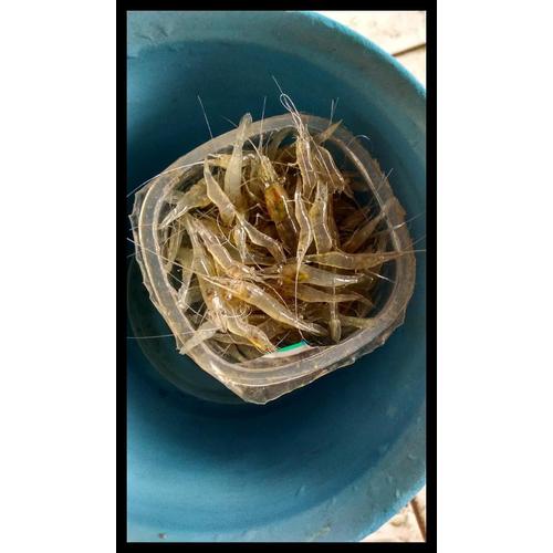 Jual Udang Sawah Aqua Gelas Kota Bekasi Kaitokoq 
