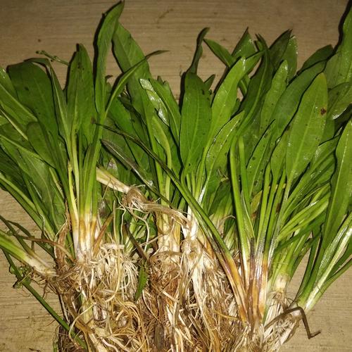 Foto Produk echinodorus amazon sword dari gunawan aquatic