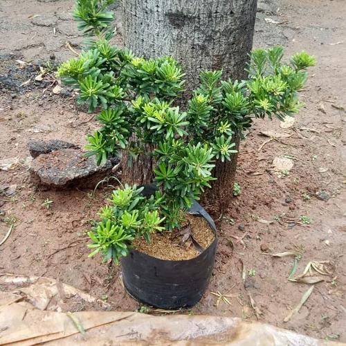 Jual Pohon Bonsai Lohansung Bahan Tanaman Bonsai Lohansung Kab Bogor Taman Mawar Tokopedia Menemukan 77 barang bakalan bonsai kisaran harga rp 112ribu. jual pohon bonsai lohansung bahan tanaman bonsai lohansung kab bogor taman mawar tokopedia