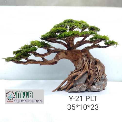 Jual Bonsai Aquascape Y21 Moss ricardia Kota Depok Mjb Aquatic