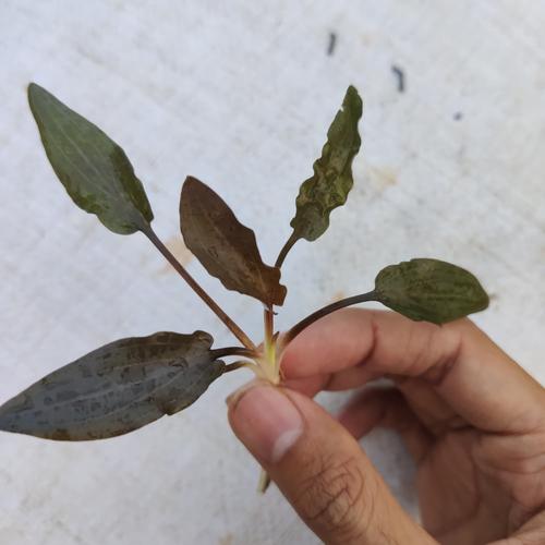 Foto Produk tanaman aquascape cryptocoryne mioya dari ONDOFISH