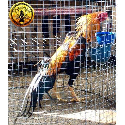 Gambar Terbaru Telur Ayam Lhk Ekor Lidi Bukan Shamo Ganoi Pama Trad Saigon dari Bhanu Jaya Jakarta Timur Tokopedia