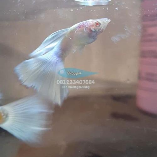 Jual Ikan Guppy Albino Full Platinum Afp Kab Malang Guppykumalang Tokopedia