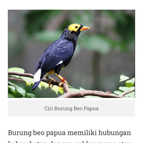 Jual Burung Beo Tanpa Sangkar Kota Tangerang Selatan Bang Oioi Tokopedia