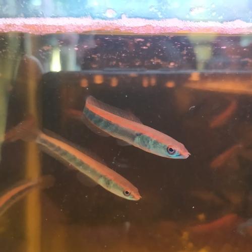 Jual channa red marulioides locality sentarum / red maru / red sentarum